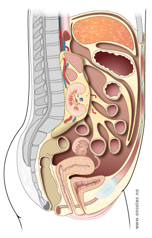 Illustrasjon abdomen @kreftlex